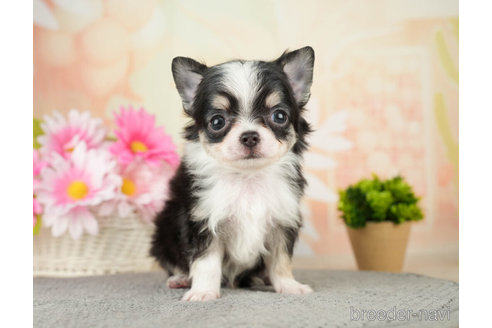 成約済の千葉県のチワワ(ロングコート)-271380の4枚目