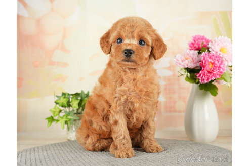 成約済の千葉県のトイプードル-271381の4枚目