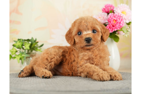 成約済の千葉県のトイプードル-271381の5枚目