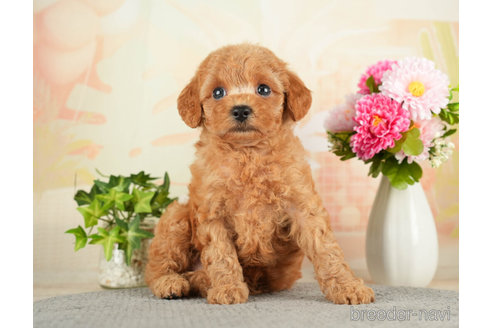 成約済の千葉県のトイプードル-271381の3枚目