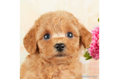 成約済の千葉県のトイプードル-271381