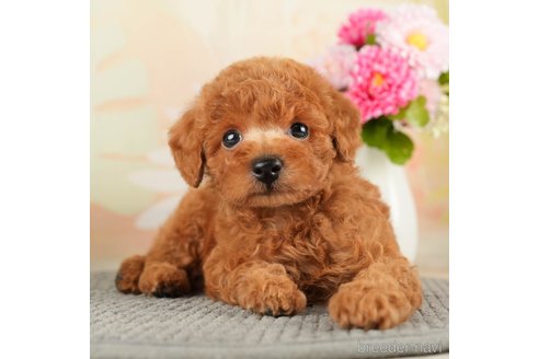 成約済の千葉県のトイプードル-271382の3枚目