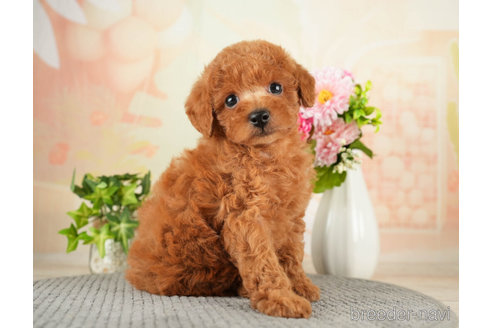 成約済の千葉県のトイプードル-271382の6枚目