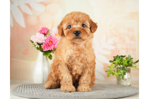 成約済の千葉県のトイプードル-271383の3枚目