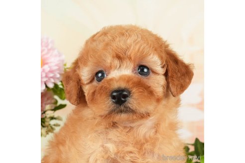 成約済の千葉県のトイプードル-271383