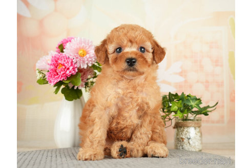 成約済の千葉県のトイプードル-271383の5枚目