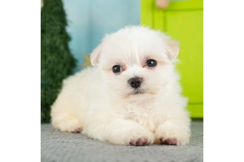 成約済の千葉県のマルチーズ-271384の1枚目