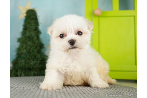 成約済の千葉県のマルチーズ-271384の6枚目