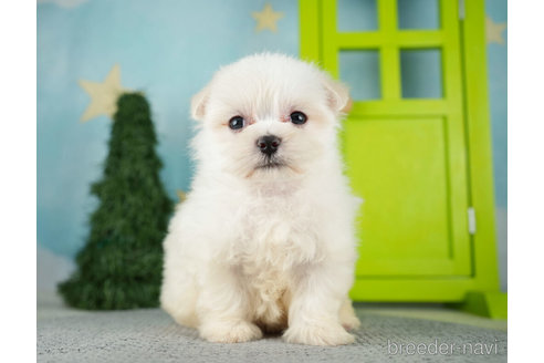 成約済の千葉県のマルチーズ-271384の3枚目