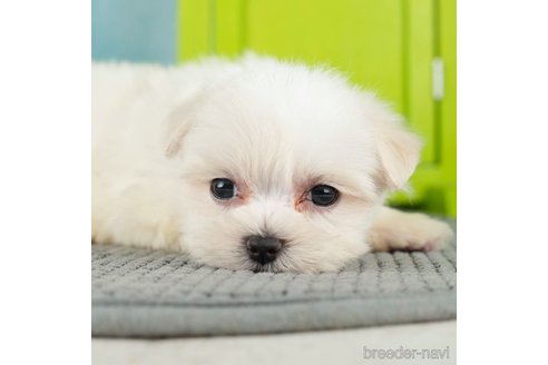 成約済の千葉県のマルチーズ-271384の4枚目