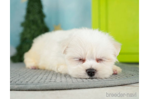 成約済の千葉県のマルチーズ-271384の5枚目