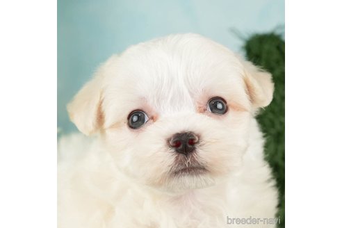 成約済の千葉県のマルチーズ-271386の1枚目