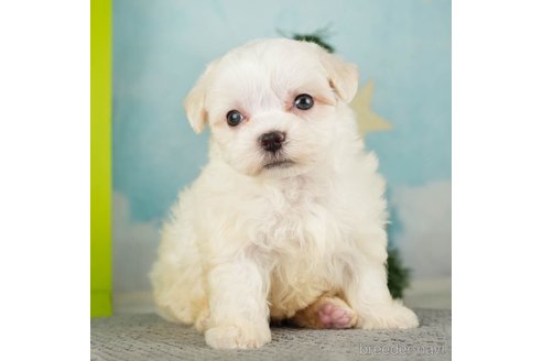 成約済の千葉県のマルチーズ-271386の3枚目