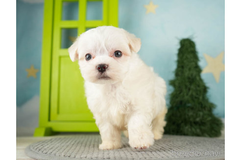 成約済の千葉県のマルチーズ-271386の4枚目