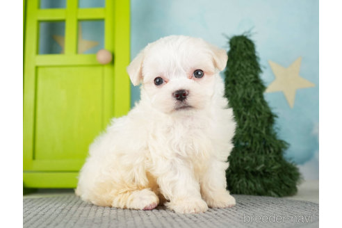 成約済の千葉県のマルチーズ-271386の6枚目