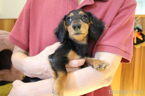 成約済の愛知県のカニンヘンダックスフンド(ロングヘアード)-248570の20枚目