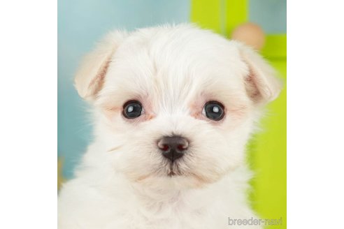 成約済の千葉県のマルチーズ-271388の1枚目