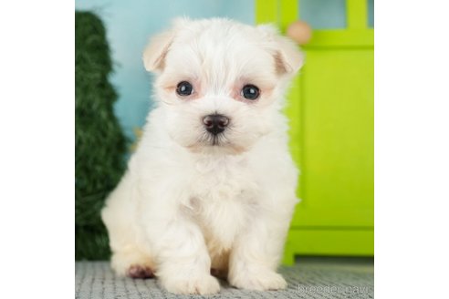 成約済の千葉県のマルチーズ-271388の3枚目