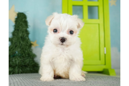 成約済の千葉県のマルチーズ-271388の4枚目