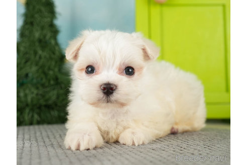 成約済の千葉県のマルチーズ-271388の5枚目