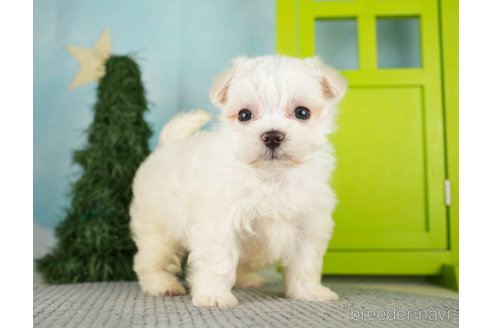 成約済の千葉県のマルチーズ-271388の6枚目