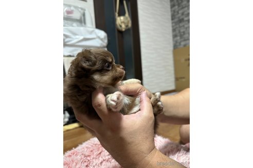 成約済の福岡県のチワワ(ロングコート)-263609の6枚目