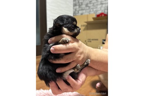 成約済の福岡県のチワワ(ロングコート)-266165の10枚目