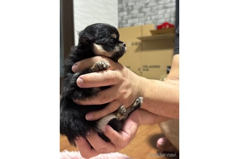 成約済の福岡県のチワワ(ロングコート)-266165の9枚目