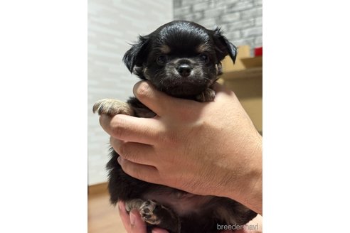 成約済の福岡県のチワワ(ロングコート)-266164の14枚目