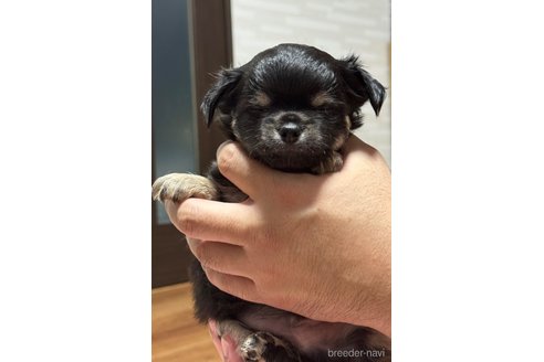 成約済の福岡県のチワワ(ロングコート)-266164の13枚目