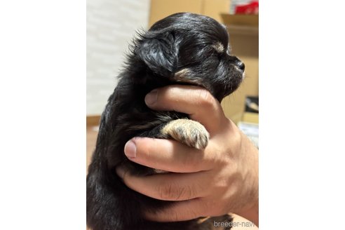 成約済の福岡県のチワワ(ロングコート)-266164の11枚目