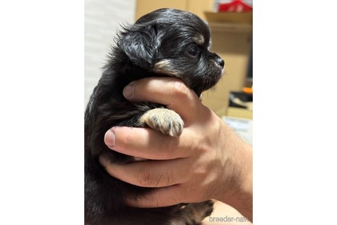 成約済の福岡県のチワワ(ロングコート)-266164の10枚目