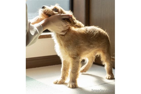 成約済の福岡県のキャバプー:キャバリア×トイプードル-258593の35枚目