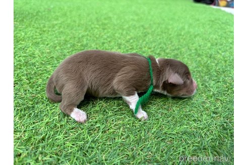 成約済の山梨県のオーストラリアンシェパード-271416の17枚目