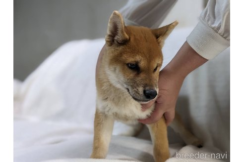 成約済の岡山県の柴犬-264777の2枚目