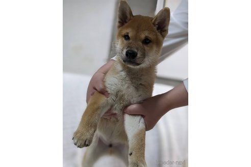 成約済の岡山県の柴犬-264777の3枚目