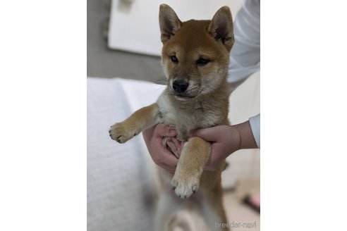 成約済の岡山県の柴犬-264777の4枚目