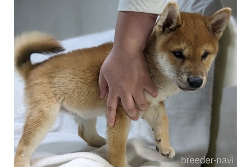 成約済の岡山県の柴犬-264777の6枚目