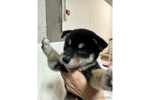 成約済の岡山県の柴犬-271421の5枚目