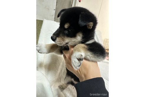 成約済の岡山県の柴犬-271421の6枚目