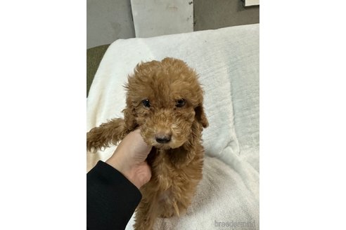 成約済の岡山県のトイプードル-271423の4枚目
