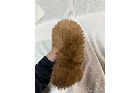 成約済の岡山県のトイプードル-271423の5枚目