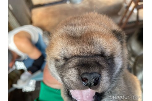 成約済の広島県の柴犬-271481の11枚目