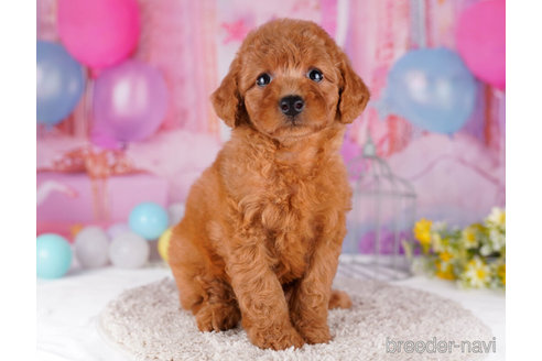 成約済の千葉県のトイプードル-271529の1枚目