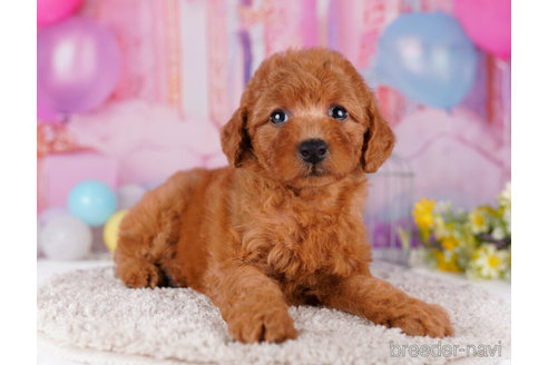 成約済の千葉県のトイプードル-271529の3枚目