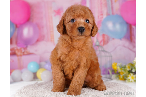 成約済の千葉県のトイプードル-271529の4枚目