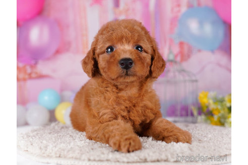 成約済の千葉県のトイプードル-271529の5枚目