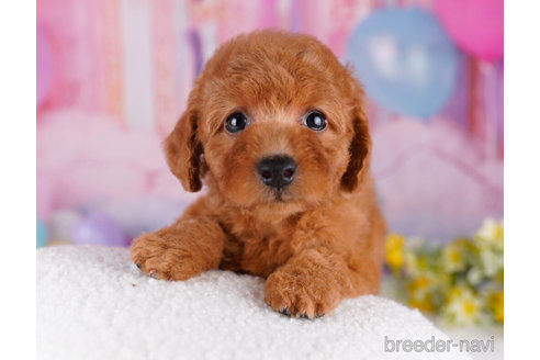 成約済の千葉県のトイプードル-271529の6枚目