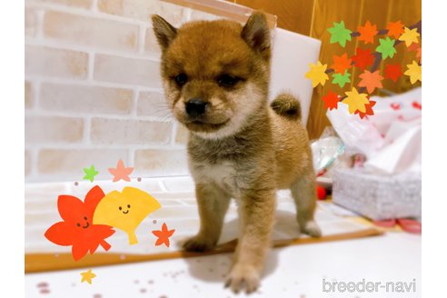 成約済の東京都の豆柴-271535の6枚目