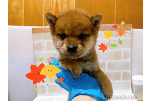 成約済の東京都の豆柴-271535の7枚目